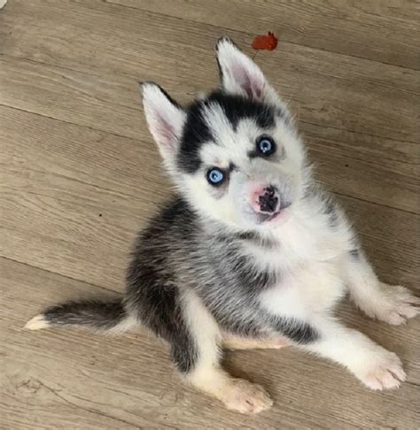 We recommend speaking directly with your breeder to get a better idea of their price range. . Free husky puppies near me